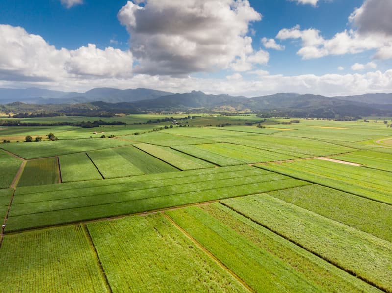 A view of Australian sugar cane fields